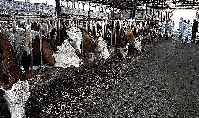 Ülke genelinde tüm hayvan pazarları kapatıldı – Yaşam Ülke genelinde tüm hayvan pazarları kapatıldı - Yaşam